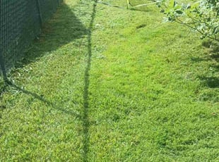 Peter T.'s Lawn Care service result