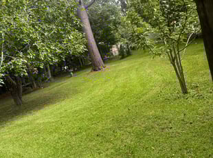 Electra W.'s Grass Cutting service result