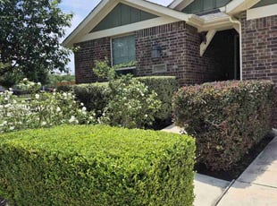 Bush Trimming by Jimmy Saucedo for Jason B. in Austin, TX