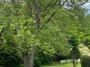 Tamara F.'s Lawn Care service result