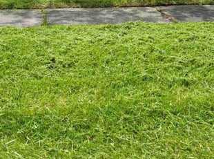 Jack J.'s Lawn Service service result