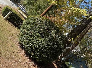 Bush Trimming by Carlton Gregory for Kathy Y. in Riverdale, GA