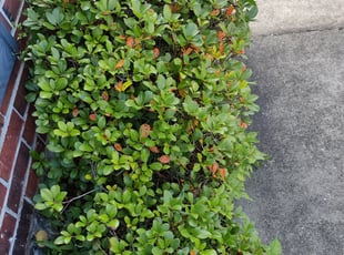 Bush Trimming by Danny Allen for Billy R. in Denham Springs, LA
