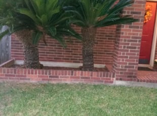 Bush Trimming by Benjamin Garza for Kristeena W. in San Antonio, TX