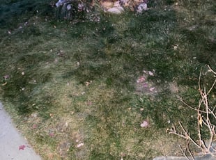 Leaf Removal by Daubrawn Elmore for Nilima O. in Littleton, CO