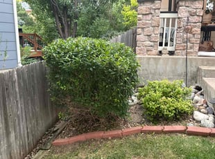 Bush Trimming by Jesse Nunez for justin c. in Parker, CO