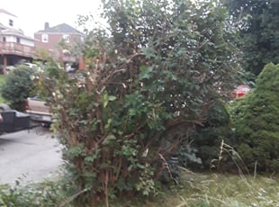 Bush Trimming by Jonathan Griser for Danuel P. in Clairton, PA