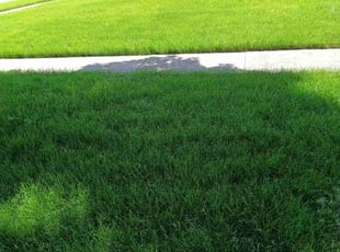 Roger G.'s Lawn Mowing service result