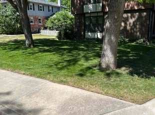 Michael L.'s Lawn Mowing service result
