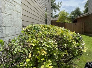 Bush Trimming by Chris Rivera for Cynthia K. in San Antonio, TX