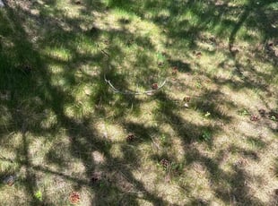 Leaf Removal by Alma Bonar for Gina K. in Sandy, UT