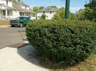 Bush Trimming by David Blevins II for Janette R. in Dayton, OH