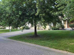 Mark E.'s Lawn Mowing service result