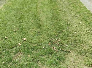 Sarah C.'s Lawn Mowing service result