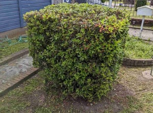 Bush Trimming by Austin Singleton for Tony P. in Charleston, SC