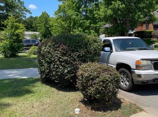 Bush Trimming by Paul Tollefson for Candice J. in Tallahassee, FL