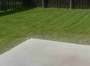 Peter A.'s Lawn Maintenance service result