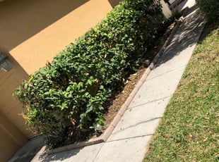 Bush Trimming by Willie Tyler for Mike S. in Orlando, FL