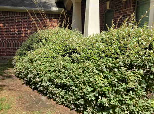 Bush Trimming by Gladis Carcamo for Towana S. in Richmond, TX