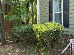Bush Trimming by Varsel Jacobs for Jinelle B. in Columbia, SC