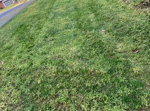 Anthony B.'s Yard Cutting service result