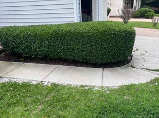 Bush Trimming by Michelle Bayless for Shirlena H. in Charlotte, NC