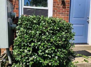 Bush Trimming by Derrick Graves for Loris W. in Washington, DC