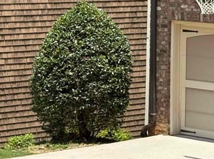 Bush Trimming by Daniel Burse for John M. in Smyrna, GA