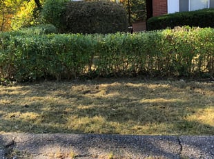 Bush Trimming by John Parshall for Roberta S. in Pittsburgh, PA