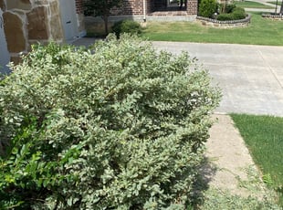 Bush Trimming by Billy Woodruff for Melvin C. in McKinney, TX