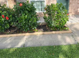 Bush Trimming by Gary Allen for Morale H. in Gretna, LA