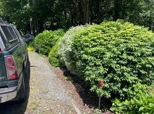 Bush Trimming by Rebecca Montague for Angela E. in Lake Forest Park, WA