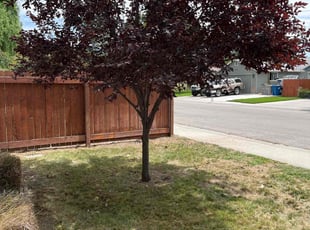 Bush Trimming by Scott Ellis for Marian E. in Boise, ID