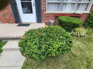 Bush Trimming by Kara Holmes for Hannah A. in Oak Park, MI