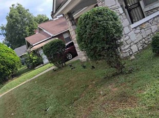 Bush Trimming by Matt Melvin for Jaytonn M. in Memphis, TN