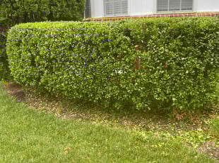 Bush Trimming by Jaquez Luke for Nisreen H. in Glen Allen, VA