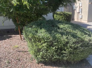 Bush Trimming by Andrew Hoodzow for Amanda B. in Mesa, AZ