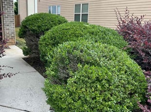 Bush Trimming by Dutch Lawn Care for Anthony G. in Cumming, GA