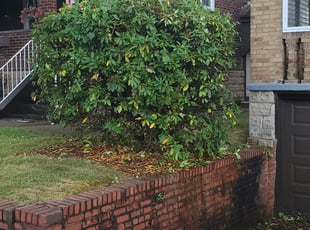 Bush Trimming by Brandon Morris for christopher l. in Pittsburgh, PA