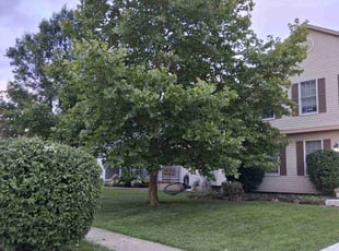 Bush Trimming by Sam Pettit for Marilyn C. in Lancaster, OH