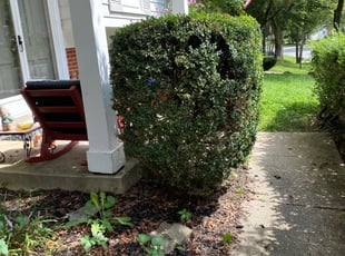 Bush Trimming by Trevor Gray for Robert F. in Laurel, MD