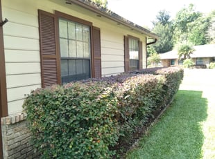 Bush Trimming by Barnabas Stewart for Jonathan D. in Jacksonville, FL