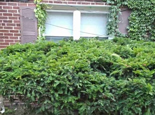 Bush Trimming by Vontae Green for Terenda W. in Chicago, IL