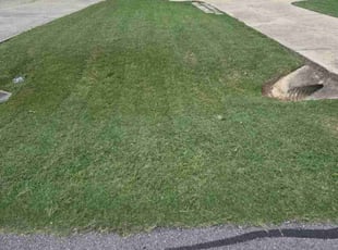 Tiara D.'s Lawn Maintenance service result