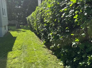 Bush Trimming by Harry Figueroa for Richard G. in Springfield, MA