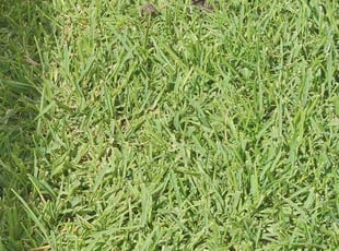 Steven H.'s Lawn Mowing service result