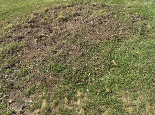 Cleanups by Jared Moore for Jennifer S. in Delmont, PA