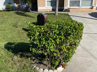 Bush Trimming by Quinton Mcnair for Marion W S. in Tampa, FL