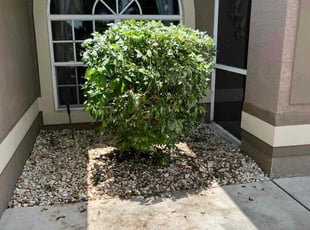 Bush Trimming by Jose Santos for Caryl B. in Cape Coral, FL