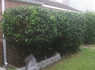 Bush Trimming by Kenneth Isw for Jaykob L. in Virginia Beach, VA